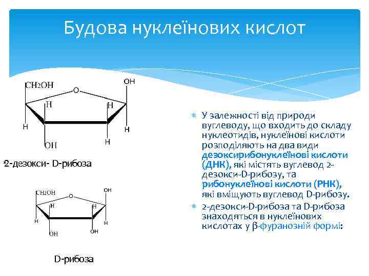 Будова нуклеїнових кислот 2 -дезокси- D-рибоза в D-рибоза У залежності від природи вуглеводу, що
