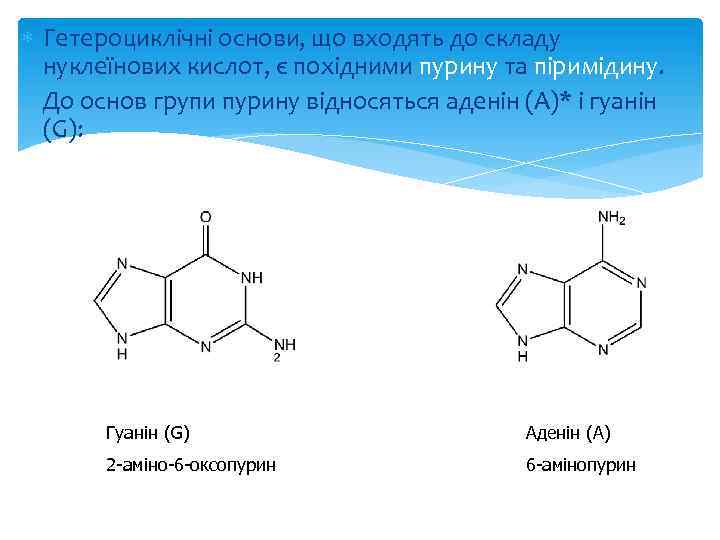  Гетероциклічні основи, що входять до складу нуклеїнових кислот, є похідними пурину та піримідину.