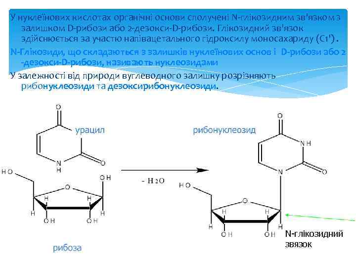 У нуклеїнових кислотах органічні основи сполучені N глікозидним зв'язком з залишком D рибози або