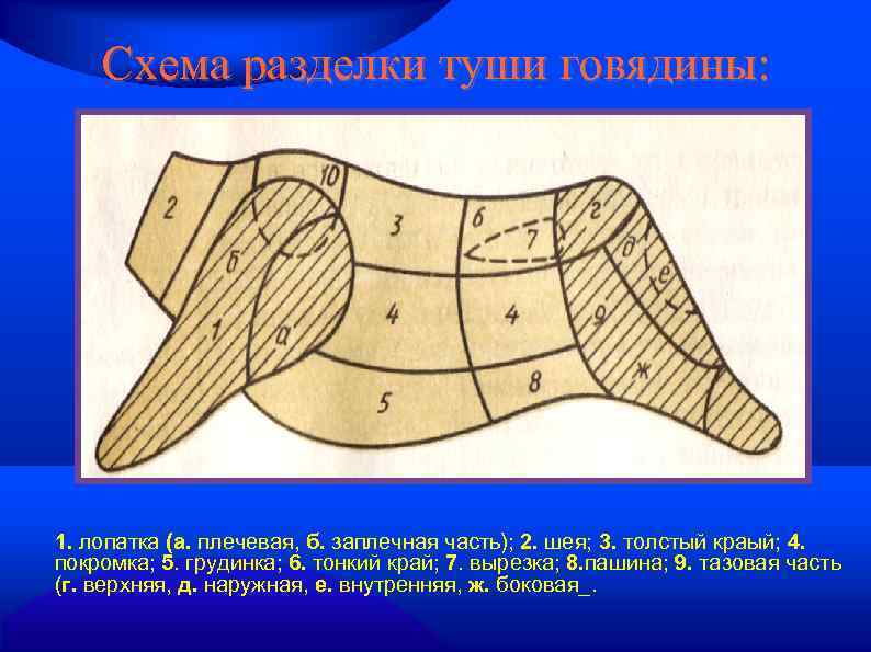 Схема разделки туши говядины: 1. лопатка (а. плечевая, б. заплечная часть); 2. шея; 3.