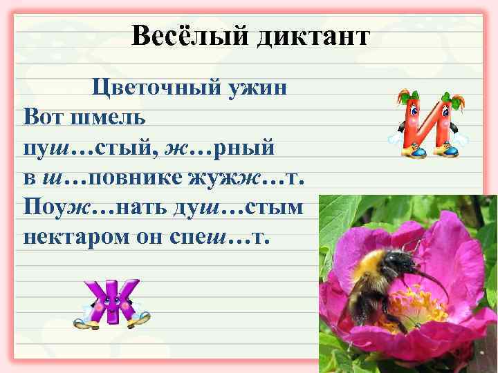 Весёлый диктант Цветочный ужин Вот шмель пуш…стый, ж…рный в ш…повнике жужж…т. Поуж…нать душ…стым нектаром
