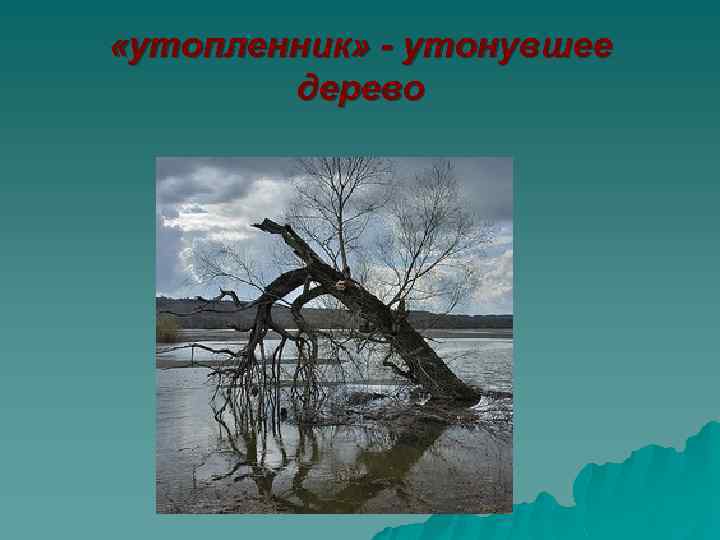 «утопленник» - утонувшее дерево 