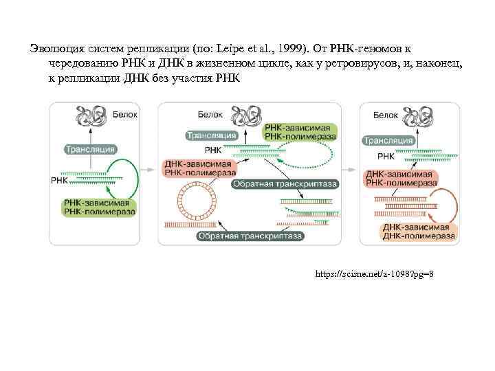 Эволюция систем репликации (по: Leipe et al. , 1999). От РНК-геномов к чередованию РНК