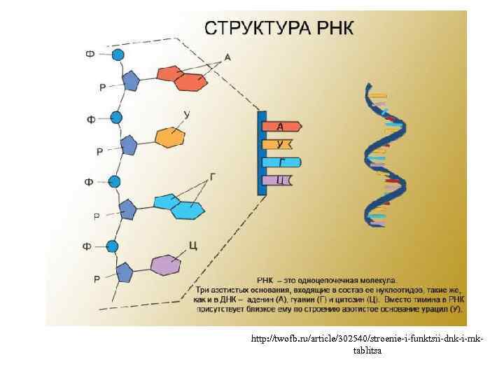 http: //twofb. ru/article/302540/stroenie-i-funktsii-dnk-i-rnktablitsa 