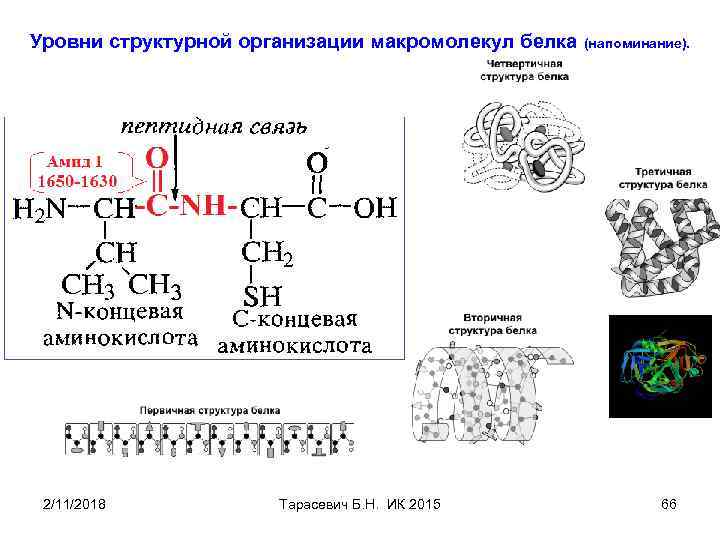 Уровни структурной организации макромолекул белка 2/11/2018 Тарасевич Б. Н. ИК 2015 (напоминание). 66 