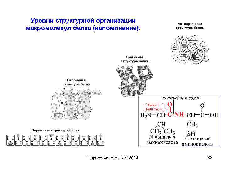 Уровни структурной организации макромолекул белка (напоминание). Тарасевич Б. Н. ИК 2014 88 