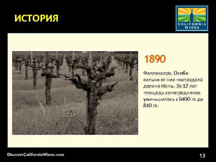 ИСТОРИЯ 1890 Филлоксера. Особо сильно от нее пострадала долина Напы. За 12 лет площадь