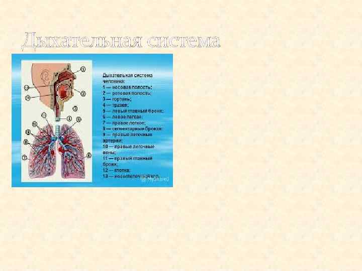 Дыхательная система 