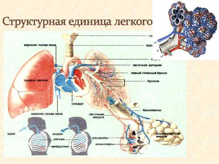 Легкий ед