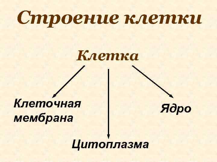 Строение клетки Клетка Клеточная мембрана Цитоплазма Ядро 