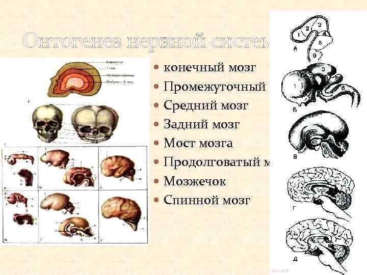 Онтогенез нервной системы конечный мозг Промежуточный мозг, Средний мозг Задний мозг Мост мозга Продолговатый