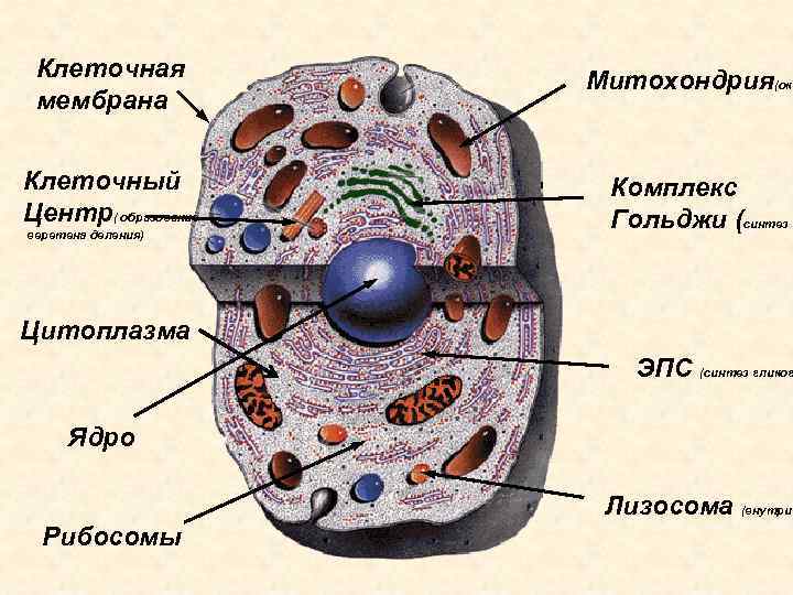 Клеточная мембрана Клеточный Центр( образование веретена деления) Митохондрия(оки Комплекс Гольджи (синтез п Цитоплазма ЭПС