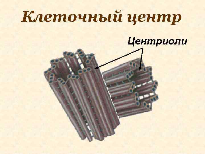 Клеточный центр Центриоли 