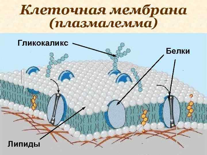 Клеточная мембрана (плазмалемма) Гликокаликс Липиды Белки 