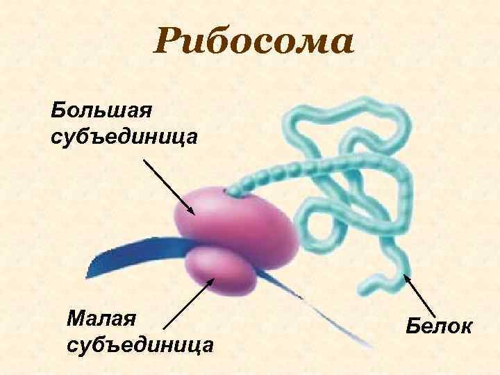 Рибосома Большая субъединица Малая субъединица Белок 