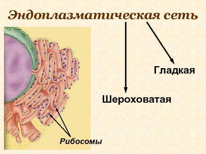 Эндоплазматическая сеть Гладкая Шероховатая Рибосомы 