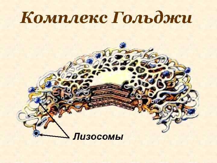 Комплекс Гольджи Лизосомы 