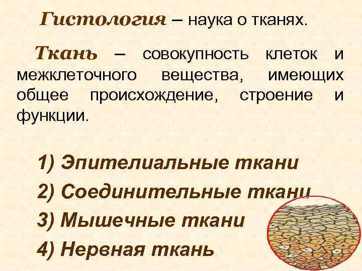 Происхождение строение. Наука о тканях. Гистология наука. Ткани гистология наука о тканях. Ткань это совокупность клеток и межклеточного вещества.