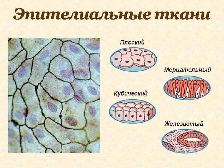 Эпителиальные ткани 