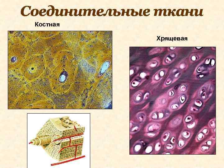 Соединительные ткани Костная Хрящевая 