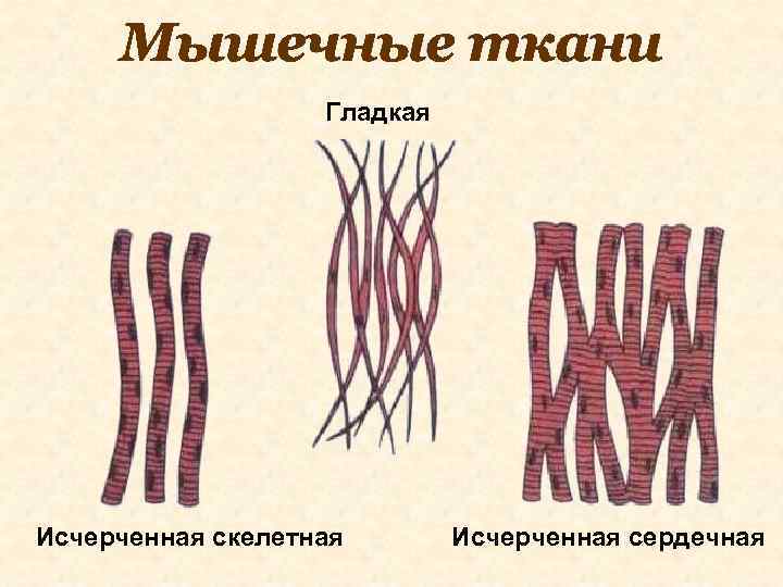 Мышечные ткани Гладкая Исчерченная скелетная Исчерченная сердечная 