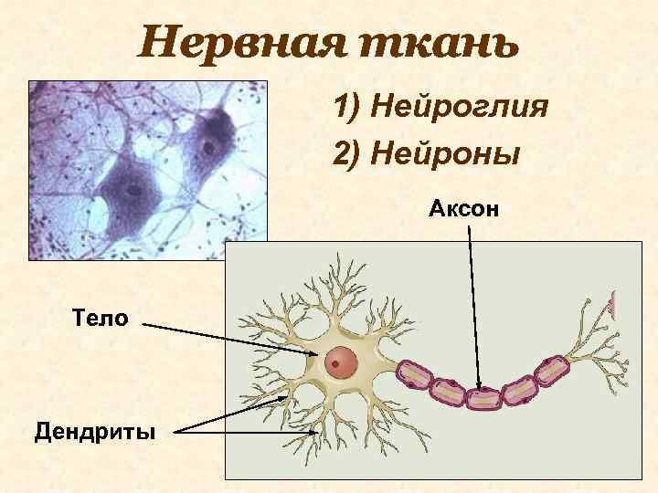 Нервная ткань 1) Нейроглия 2) Нейроны Аксон Тело Дендриты 