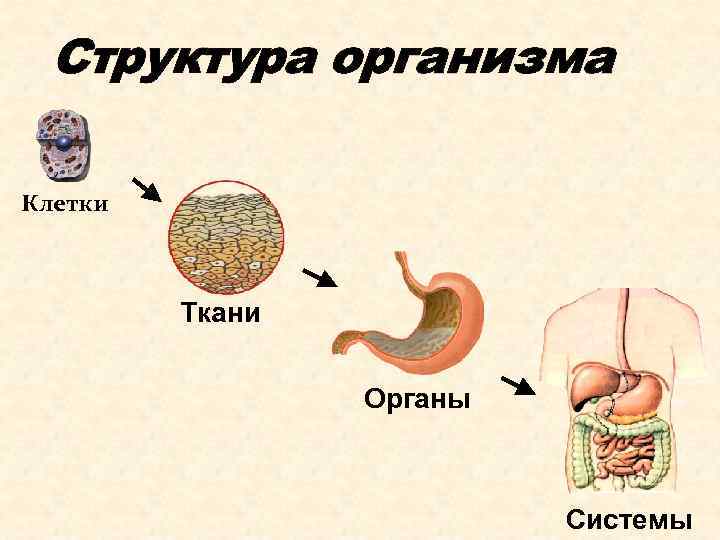 Структура организма Клетки Ткани Органы Системы 