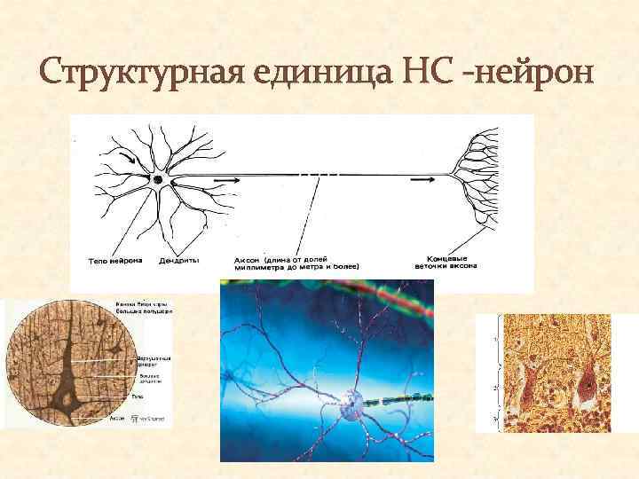 Структурная единица НС -нейрон 