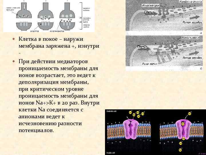  Клетка в покое – наружи мембрана заряжена +, изнутри При действии медиаторов проницаемость