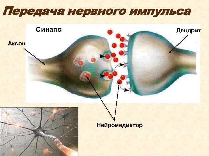 Передача нервного импульса Синапс Дендрит Аксон Нейромедиатор 