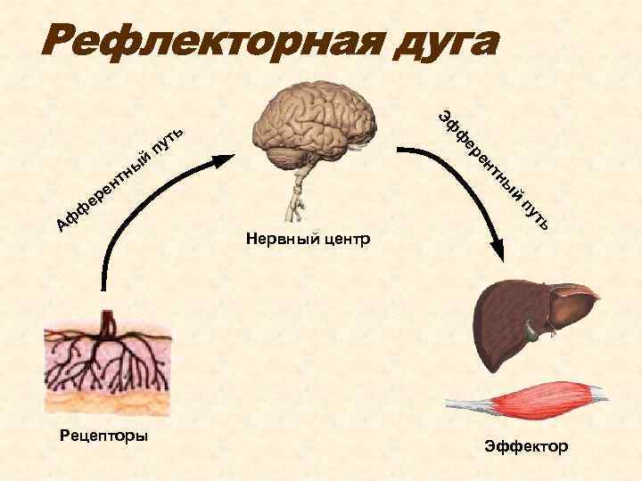 Рефлекторная дуга Эф ен ер ф й ны ь ут п й ы тн