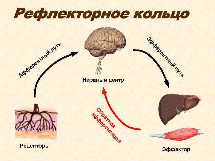 Рефлекторное кольцо Эф ен ер ф й ны ь ут п й ы тн