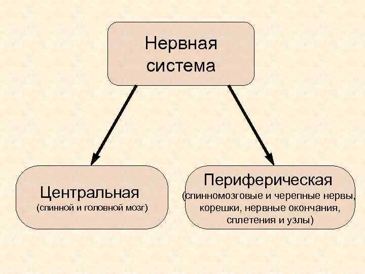 Нервная система Центральная (спинной и головной мозг) Периферическая (спинномозговые и черепные нервы, корешки, нервные