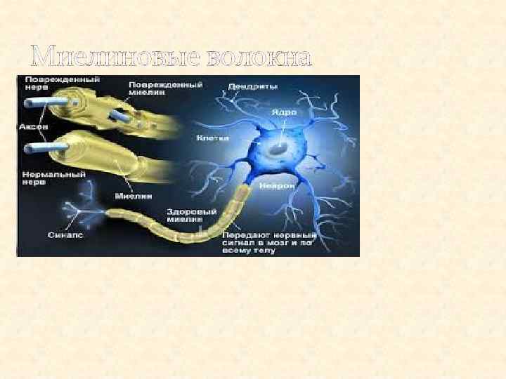 Миелиновые волокна 