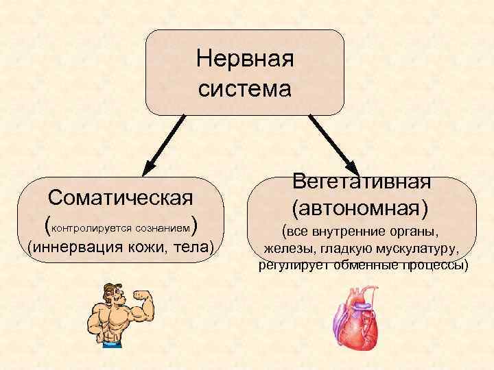 Нервная система Соматическая (контролируется сознанием) (иннервация кожи, тела) Вегетативная (автономная) (все внутренние органы, железы,