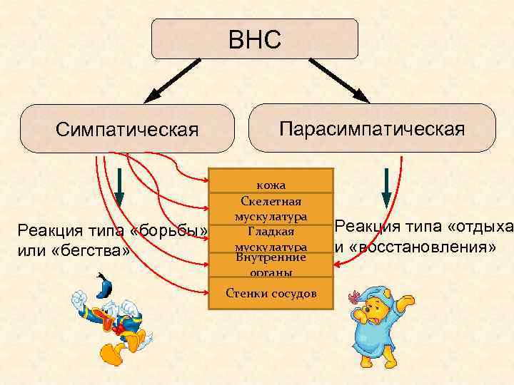 ВНС Симпатическая Реакция типа «борьбы» или «бегства» Парасимпатическая кожа Скелетная мускулатура Гладкая мускулатура Внутренние