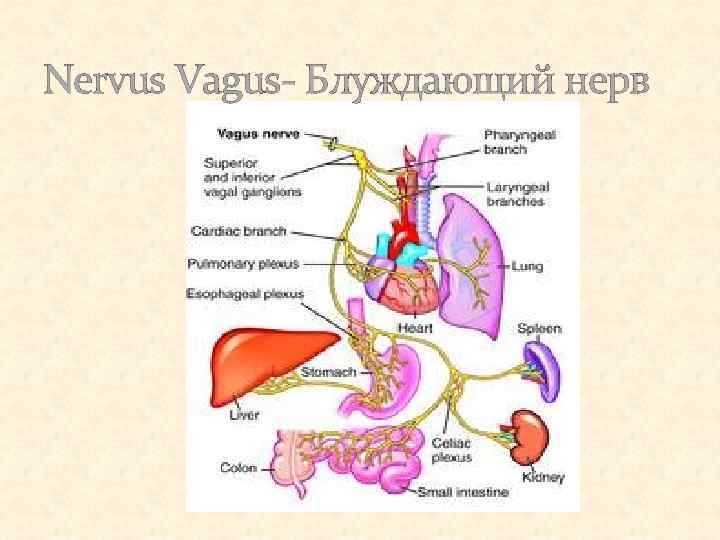 Схема ветвей блуждающего нерва