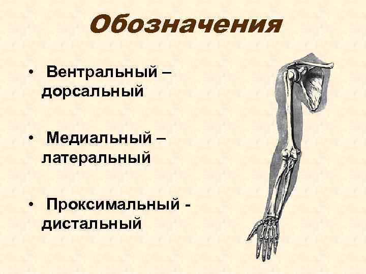 Обозначения • Вентральный – дорсальный • Медиальный – латеральный • Проксимальный дистальный 