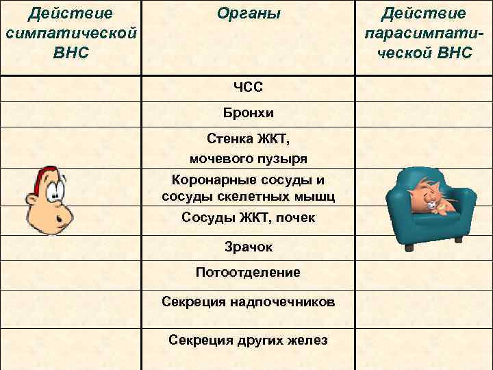 Действие симпатической ВНС Органы ЧСС Бронхи Стенка ЖКТ, мочевого пузыря Коронарные сосуды и сосуды