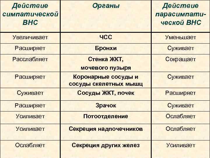 Действие симпатической ВНС Органы Действие парасимпатической ВНС Увеличивает ЧСС Уменьшает Расширяет Бронхи Суживает Расслабляет