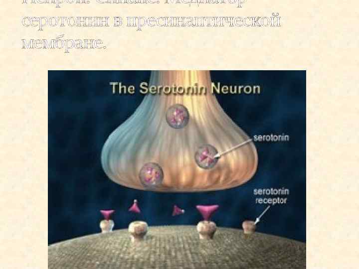 Нейрон. Синапс. Медиатор серотонин в пресинаптической мембране. 