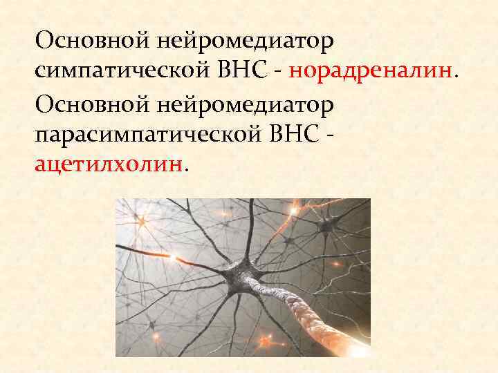 Основной нейромедиатор симпатической ВНС - норадреналин. Основной нейромедиатор парасимпатической ВНС - ацетилхолин. 