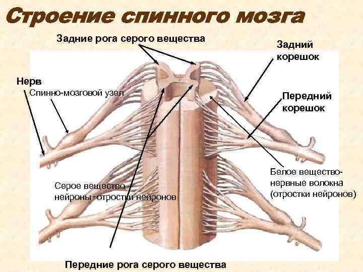 Строение спинного мозга человека фото с описанием