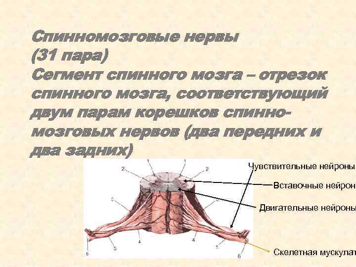 Спинномозговые нервы (31 пара) Сегмент спинного мозга – отрезок спинного мозга, соответствующий двум парам