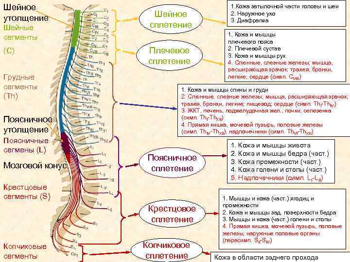 Шейное утолщение Шейные сегменты (С) Грудные сегменты (Th) Поясничное утолщение Поясничные сегмены (L) Мозговой