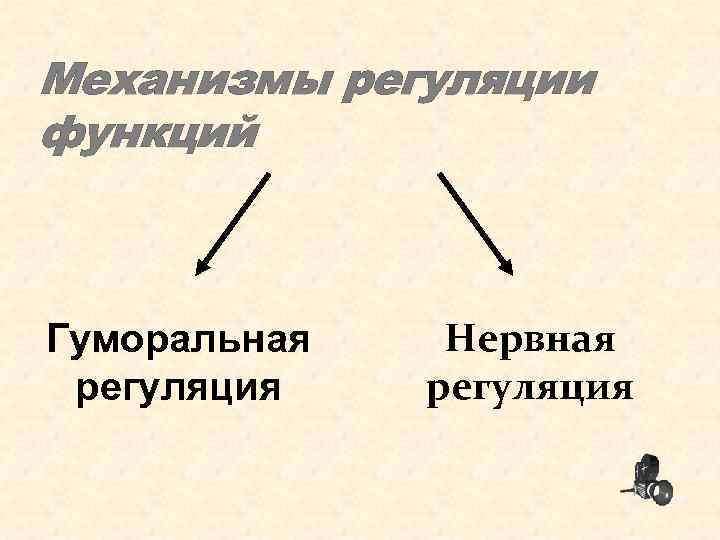 Механизмы регуляции функций Гуморальная регуляция Нервная регуляция 