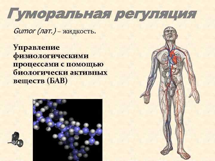 3 науки о человеке. Гуморальные жидкости. Гуморальная регуляция с помощью жидкости.