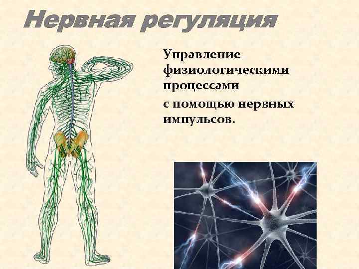 Основы анатомии и физиологии человека презентация