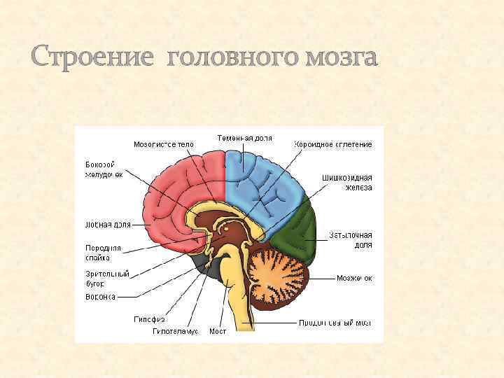 Головной мозг 4 класс. Функции отделов головного мозга анатомия. Рис 61 строение головного мозга. Функции отделов головного мозга рисунок. Отделы мозга схема анатомия.