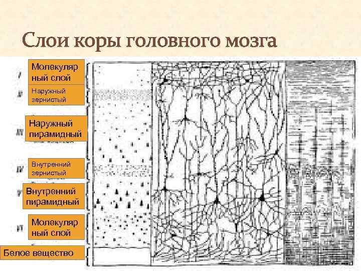 Внутренний слой коры